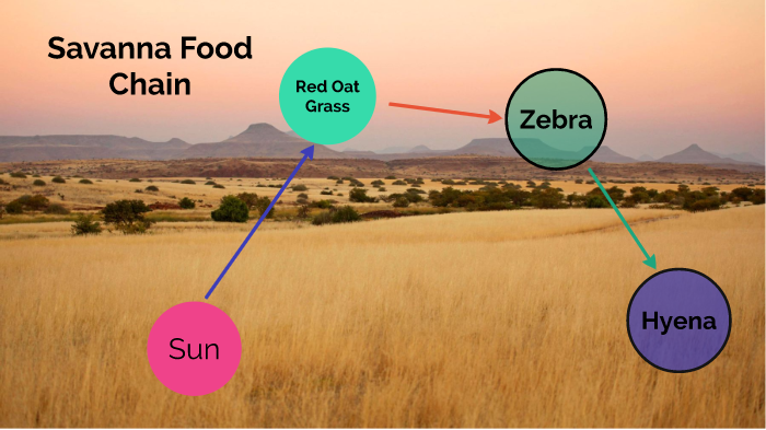 Savanna Food Chain by e michaels on Prezi