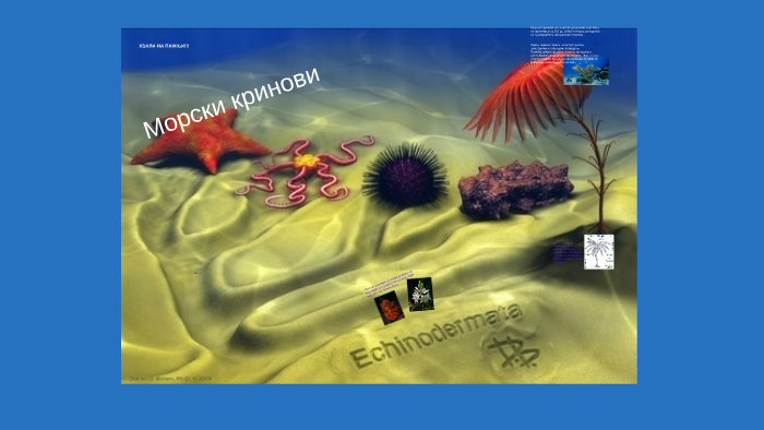 Морски кринови су назив добили по њиховом специфичном изглед by Violeta ...