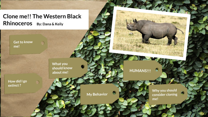 Western Black Rhinoceros by Dana Hurley