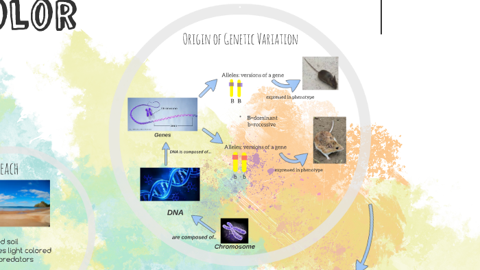 The Evolution of Mice Fur color by Sara Dervishi on Prezi