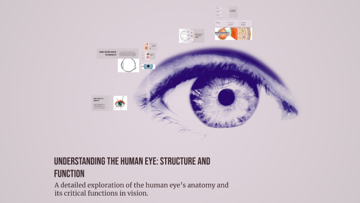 Understanding the Human Eye: Structure and Function by Oliver Lehto on ...