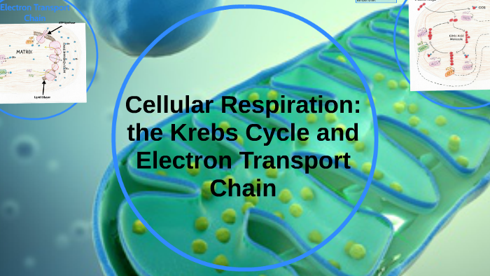 Cellular Respiration: The Krebs Cycle and The Electron Transport Chain ...