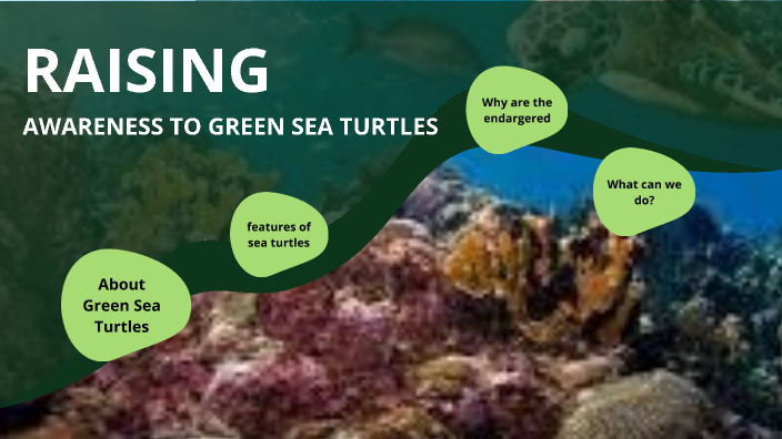 Sea Turtles are ENDANGERED!!!!(tw: emotional) by Brynlee Poulson on Prezi