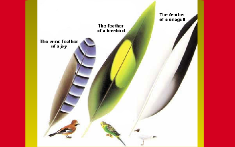 what adaptations help birds fly
