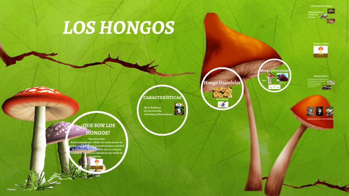 LOS HONGOS by Leslie Arreola on Prezi