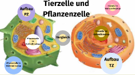 Pflanzenzelle Und Tierzelle Im Vergleich By Michelle Kohlmann