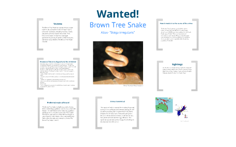 Wanted Poster Brown Tree Snake By Chenoa Tracystone On Prezi