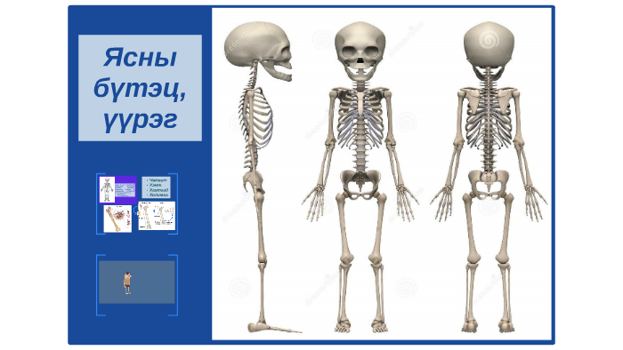 Ясны бүтэц, үйл ажиллагаа by Ундка Энх-Ундрал on Prezi