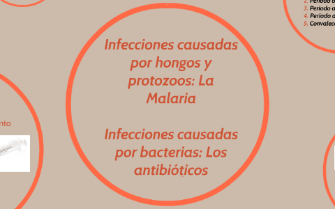 Infecciones causadas por hongos y protozoos: La Malaria by Nazaret Lara