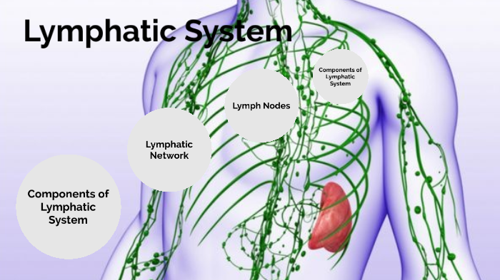 Lymphatic System by Chauntae Miller on Prezi