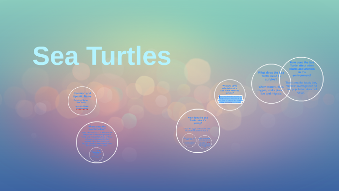 Sea Turtles by alex bubbles on Prezi