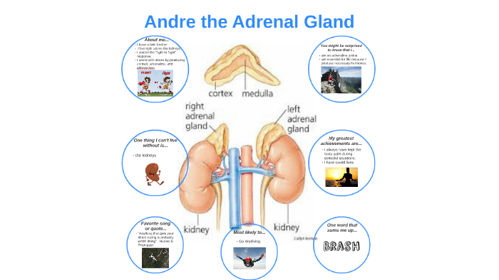 Andre the Adrenal Gland by Brendan Chetty on Prezi