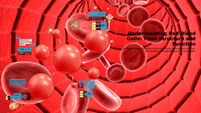 Understanding Red Blood Cells: Their Structure and Function by Riya ...