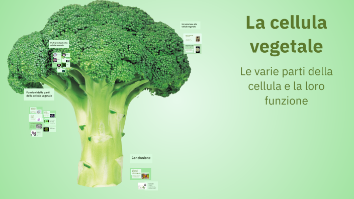 La cellula vegetale by Francesco Burgio on Prezi