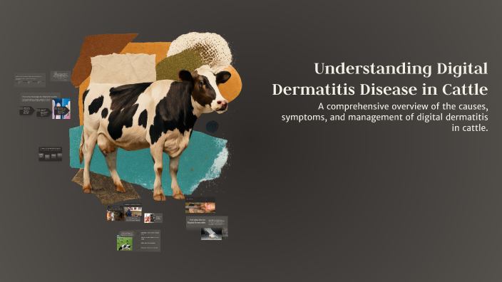 Understanding Digital Dermatitis Disease in Cattle by Jada Johns on Prezi