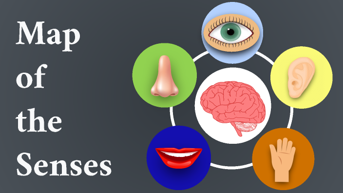 Interactive Anatomical Map of the Senses by Katlyn Rohde on Prezi
