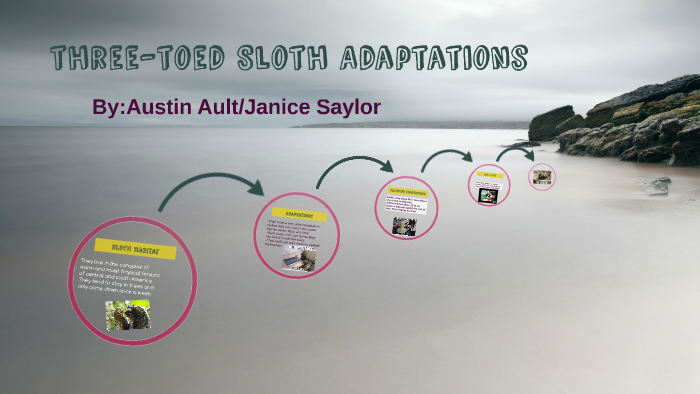 Sloth Adaptations by Janice Saylor