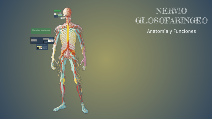 Nervio Glosofaringeo By Laura Juliana Rincón Sánchez On Prezi