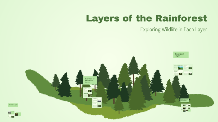 Layers of the Rainforest by Scott Fraser on Prezi