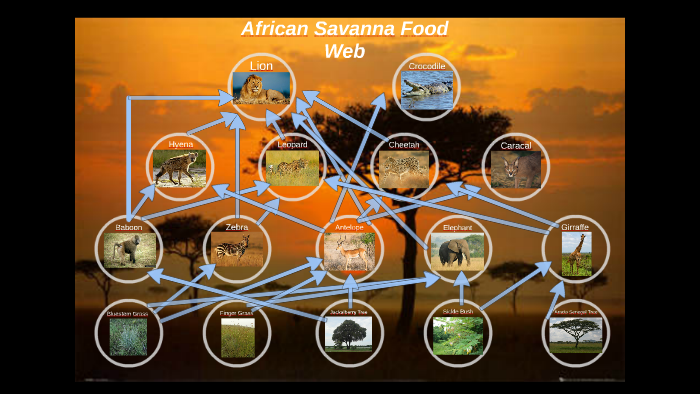 African Savanna Food Web by Elisabeth Cunningham