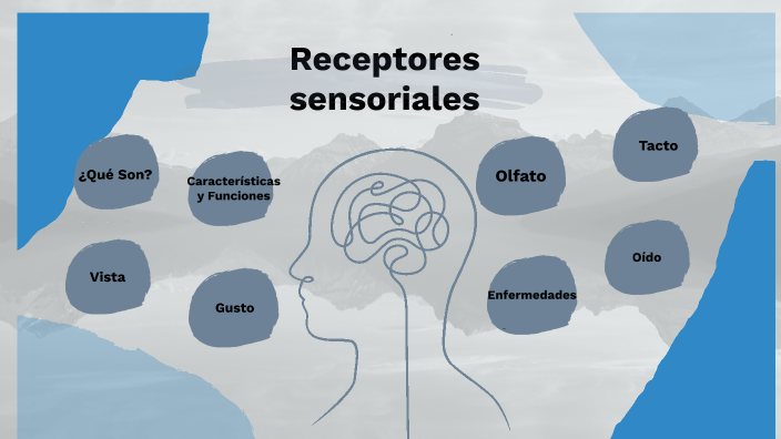 tipos y funciones de los receptores sensoriales