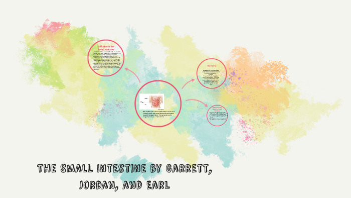 The Small Intsetine by Zach, Garrett, and Jordan by Garrett Dunn on Prezi