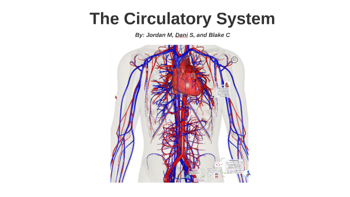 Circulatory System by