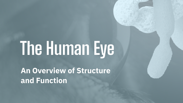 The Human Eye by zhenar karwan on Prezi