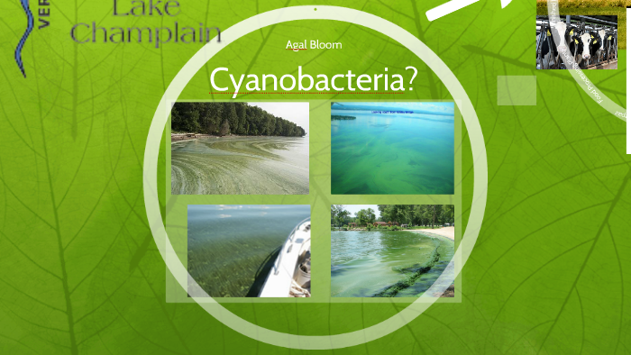 Lake Champlain & Cyanobacteria by on Prezi