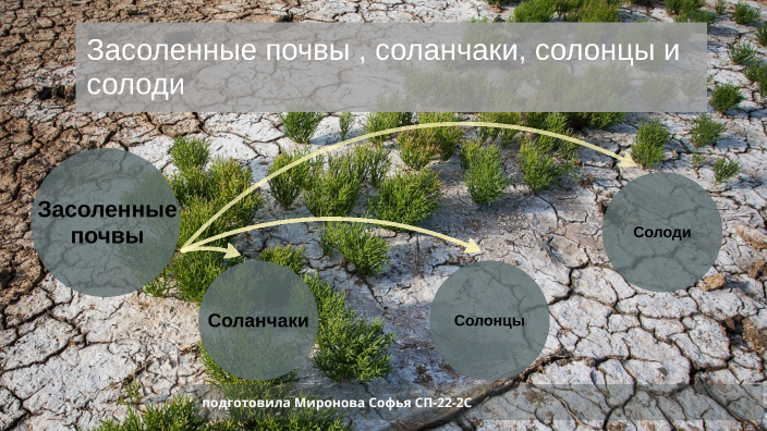 Засоленные почвы by Софья Миронова