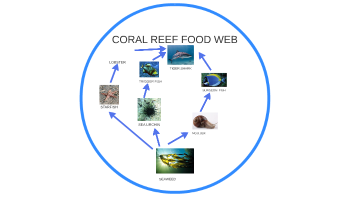 coral reef food web