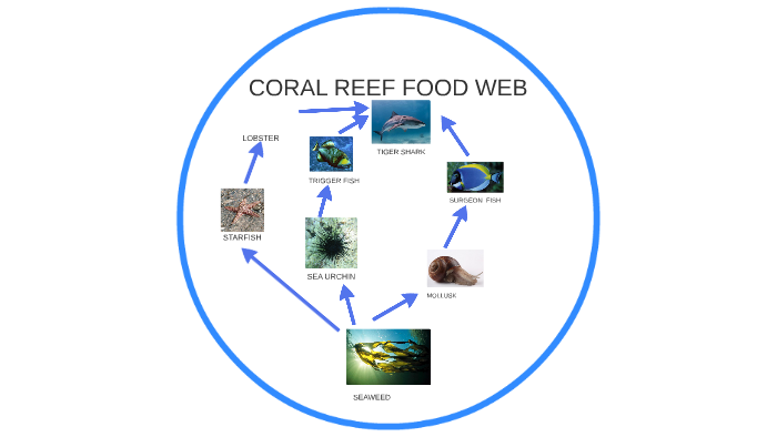 CORAL REEF FOOD WEB by Brian Brewington on Prezi Next