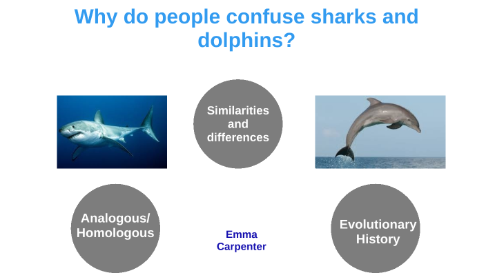 Sharks vs Dolphins by Emma Carpenter on Prezi