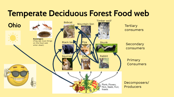 Temperate Deciduous Forest Food Web By Kingston Folkerts 1279
