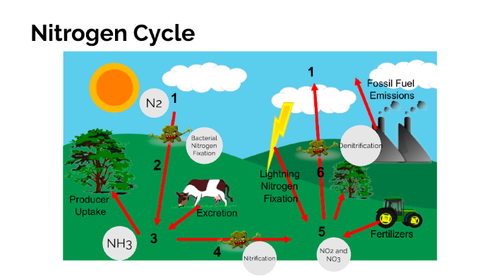 Nitrogen Cycle by Zach Ballard on Prezi