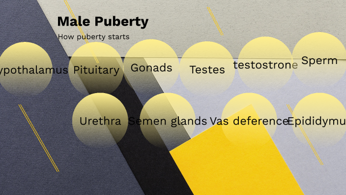 male puberty by Karter Knipper on Prezi