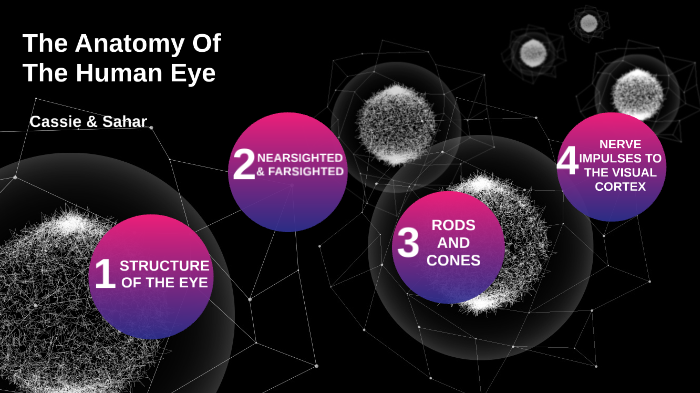 The Anatomy Of The Eye by Cassie Nand on Prezi