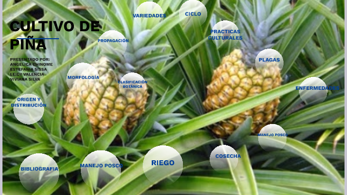 CULTIVO DE PIÑA VIVIANA SILVA by Lawygaby@hotmail.com Silva
