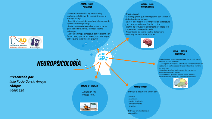 mapa de funciones cerebrales