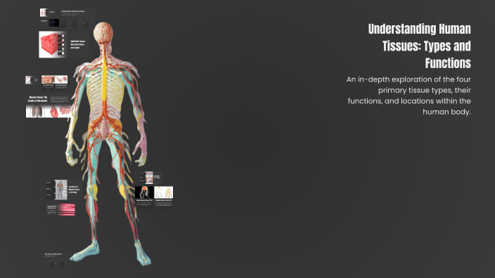 Understanding Human Tissues: Types and Functions by Andres Ortiz ...