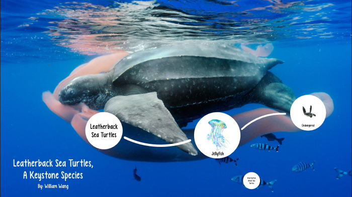 Leatherback Sea Turtles by William Wang on Prezi
