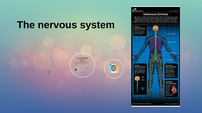 The nervous system by Mariana Garcia on Prezi