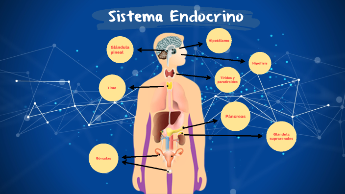 Sistema Endocrito by pablo Cardona on Prezi