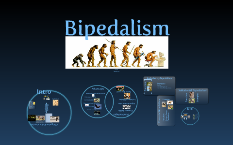 Bipedalism by Shane Semenuk on Prezi