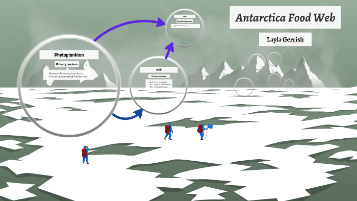 Antarctica Food Web by Layla Gerrish