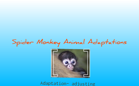 Spider Monkey Adaptations by Charity Brown on Prezi