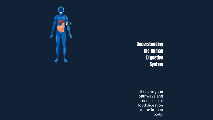 Understanding the Human Digestive System by Aidan Schmidt on Prezi