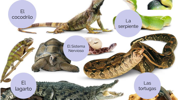 Sistema nervioso en reptiles by Juliana María Castillo Deaza on Prezi