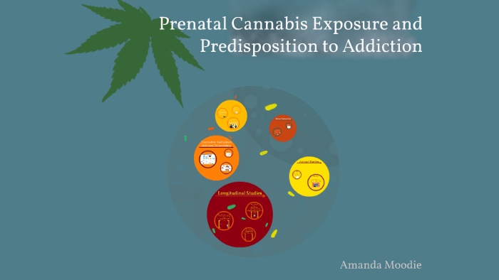 Prenatal Cannabis Exposure By Amanda Moodie On Prezi 0744