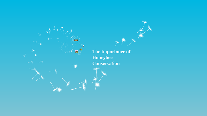 The Importance of Bee Conservation by Ashley Davies on Prezi